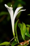 Turraea obtusifolia
