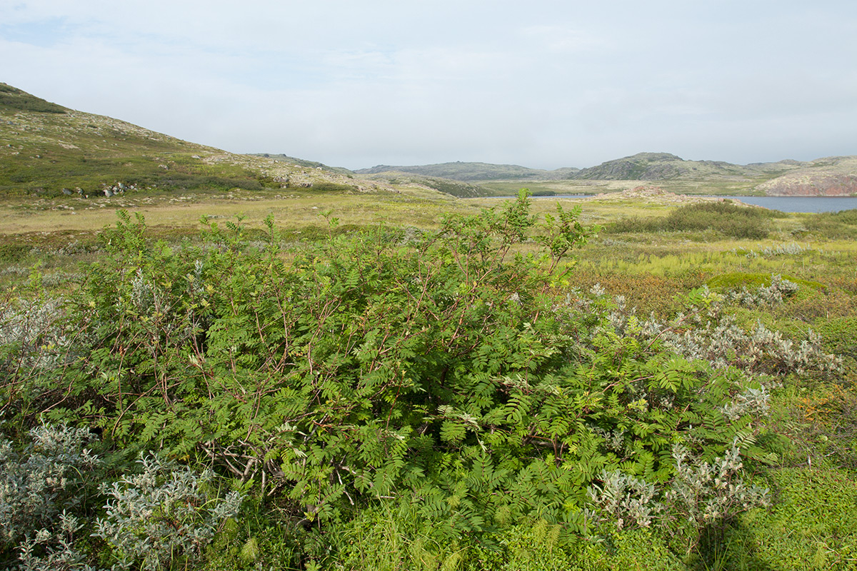 Image of Sorbus aucuparia ssp. glabrata specimen.