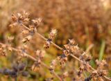 Teucrium chamaedrys