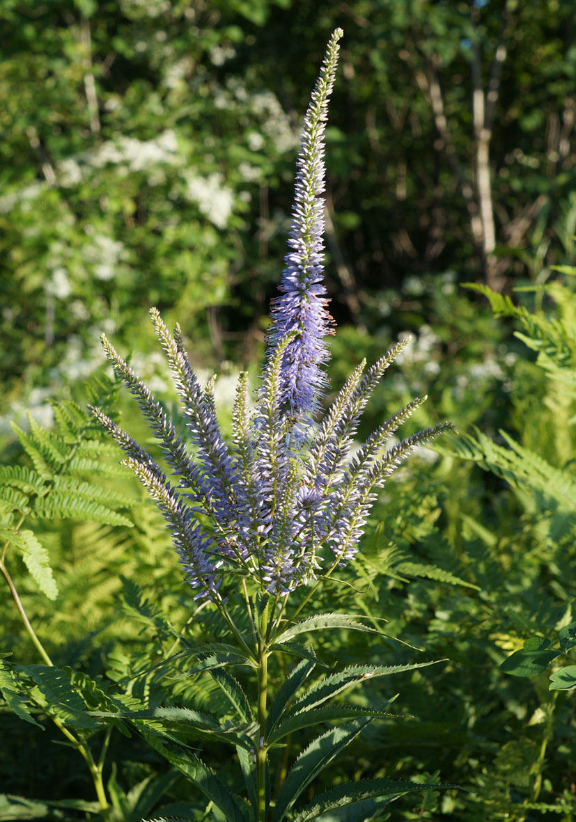 Изображение особи Veronicastrum sibiricum.