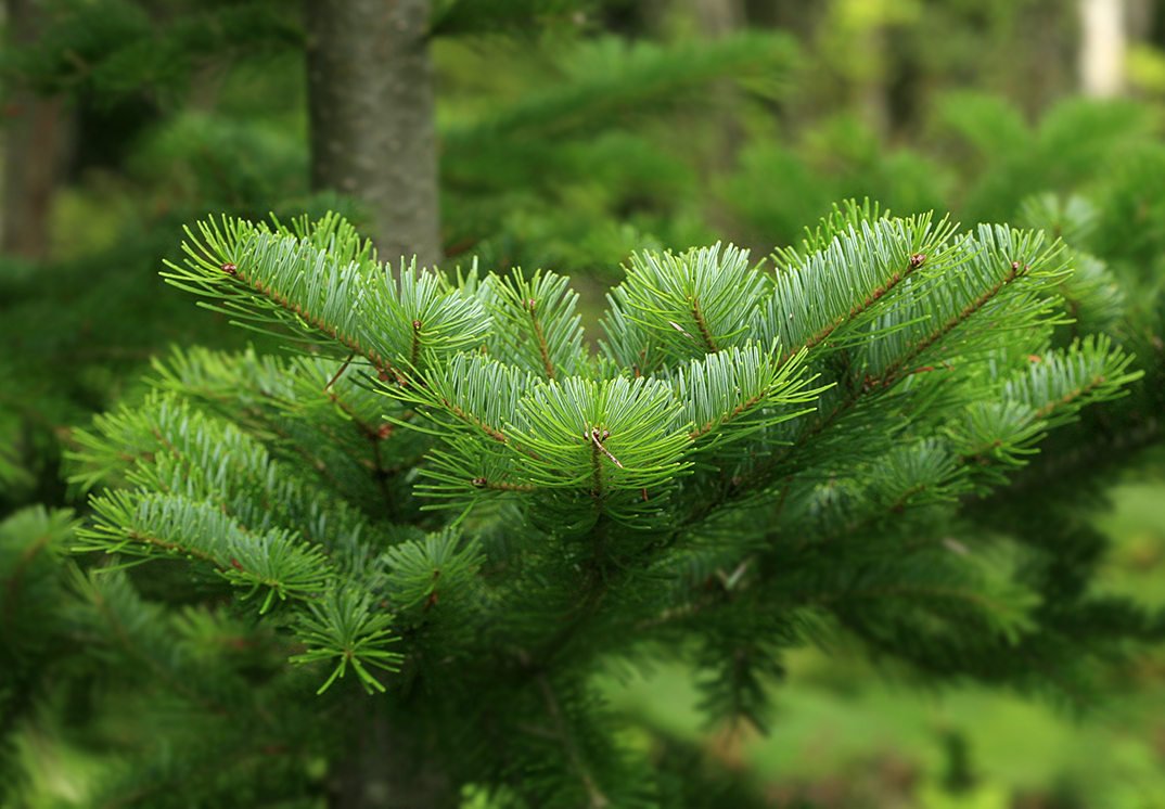 Изображение особи Abies sachalinensis.