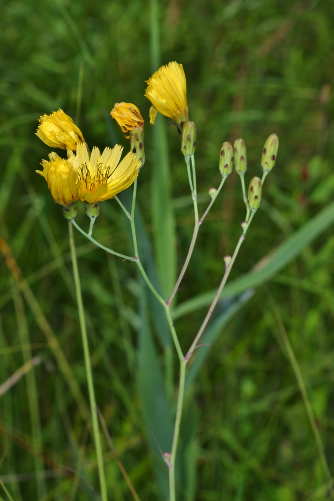 Изображение особи Hieracium hololeion.