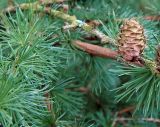 Larix decidua. Часть ветви с шишкой. Польша, Беловежа. 27.06.2009.