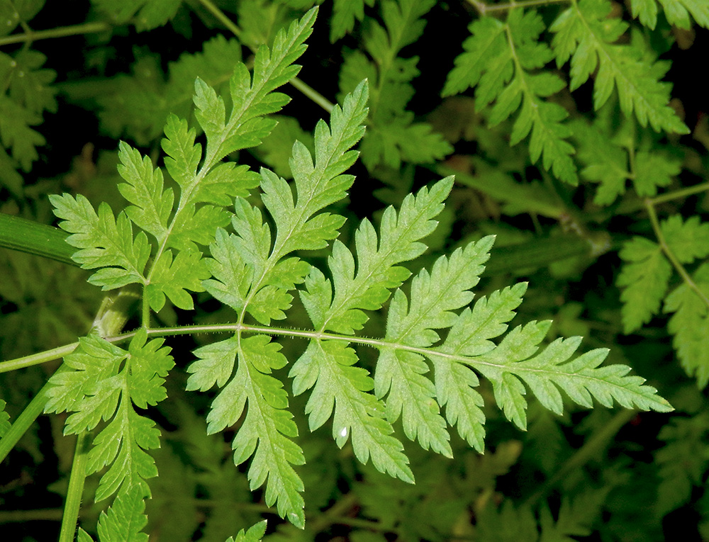 Изображение особи Anthriscus sylvestris.