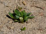 Sesuvium portulacastrum. Молодые побеги на дорожке в парке. Израиль, центральная Арава, пос. Сапир, одичавшее. 26.10.2014.