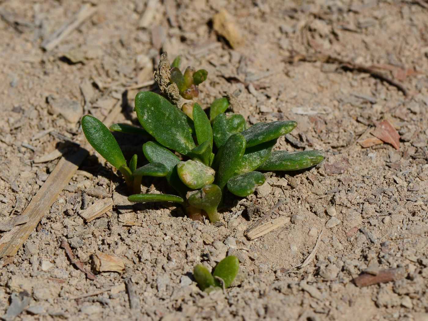 Изображение особи Sesuvium portulacastrum.