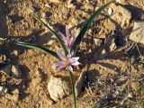 Colchicum ritchiei