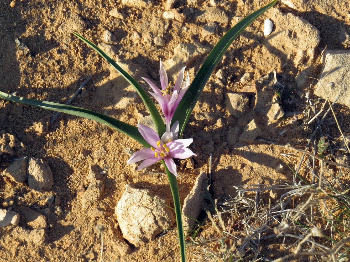 Image of Colchicum ritchiei specimen.