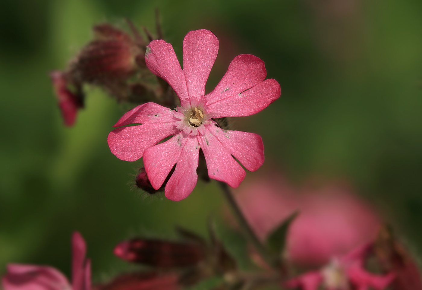 Изображение особи Melandrium dioicum.