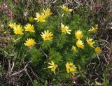 Adonis vernalis. Цветущее растение. Украина, Запорожская обл., Запорожский р-н, Малоекатериновское охотничье-рыболовное хозяйство, степь. 17.04.2016.