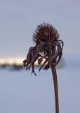 Echinacea purpurea