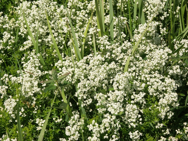 Изображение особи Galium boreale.