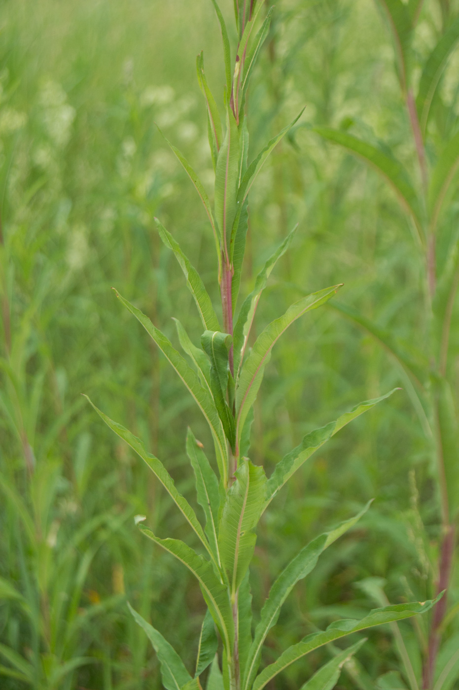 Image of Chamaenerion angustifolium specimen.