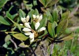 Rhododendron caucasicum. Верхушка ветви с бутонами. Карачаево-Черкесия, окр. пос. Архыз, долина р. София, субальпийский луг (выс. около 2000 м н.у.м.). 18.06.2015.