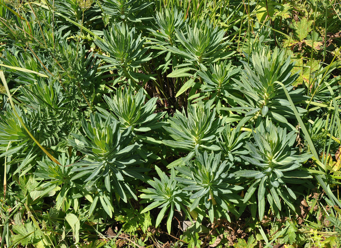 Изображение особи Euphorbia glaberrima.