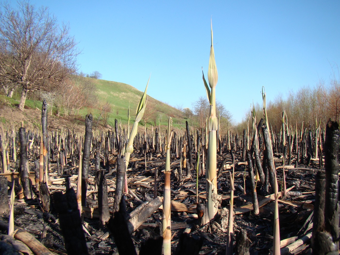 Изображение особи Phragmites altissimus.