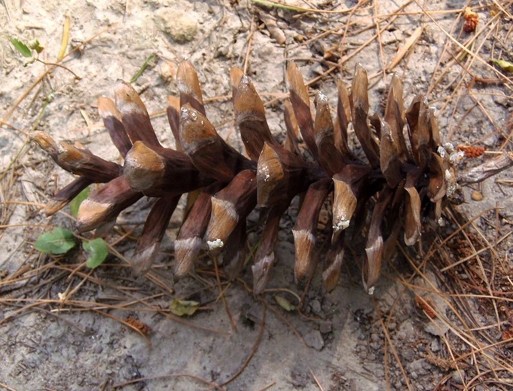 Изображение особи Pinus strobus.