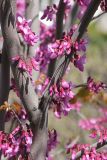 Cercis siliquastrum