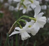 Narcissus triandrus
