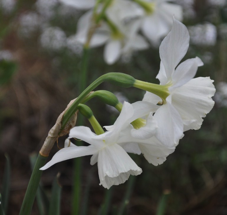 Изображение особи Narcissus triandrus.