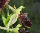 Ophrys mammosa subspecies caucasica. Цветок. Краснодарский край, м/о г. Новороссийск, в культуре на приусадебном участке. 6 мая 2017 г.