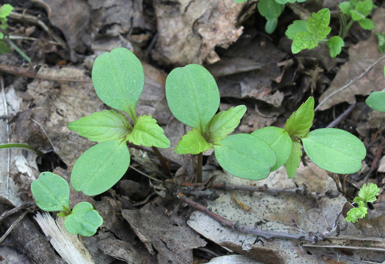 Image of Impatiens parviflora specimen.