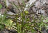 Ranunculus acris