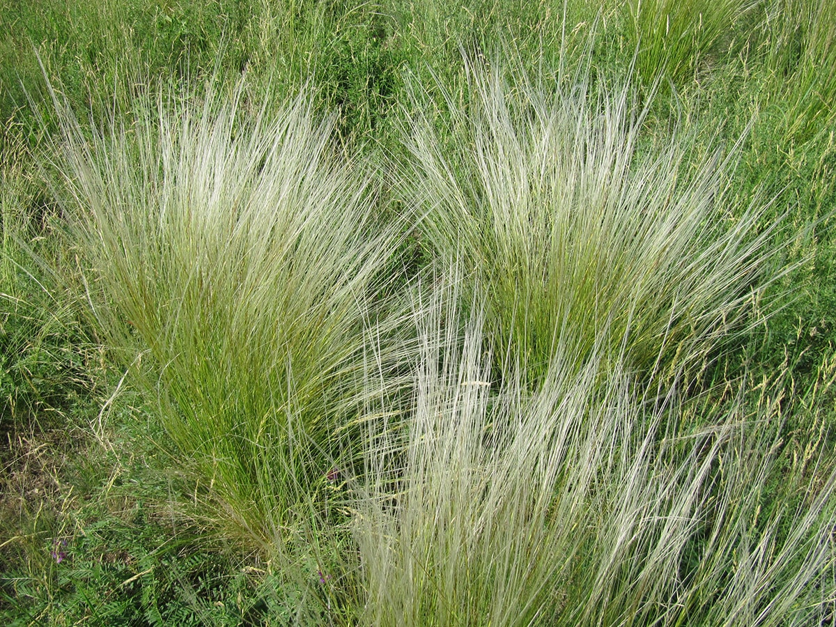 Image of genus Stipa specimen.