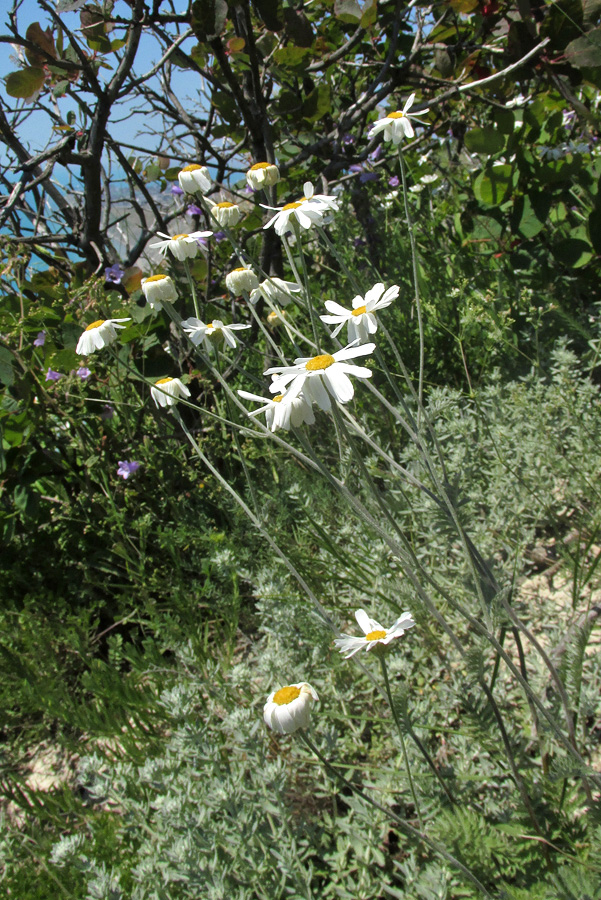 Изображение особи Pyrethrum poteriifolium.