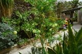 Gomphocarpus physocarpus