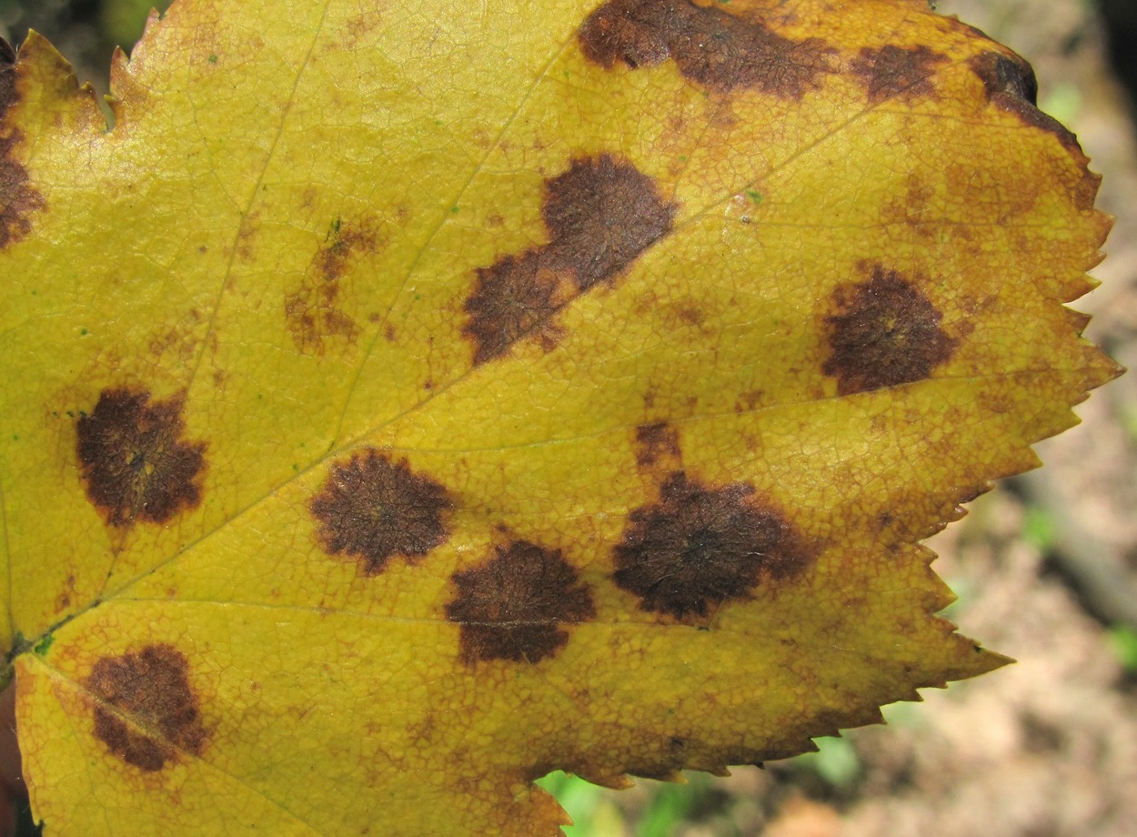 Image of Sorbus torminalis specimen.