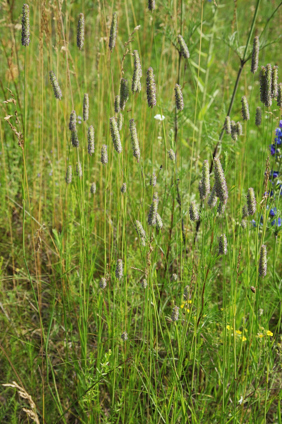 Изображение особи Phleum pratense.