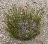 Juncus trifidus