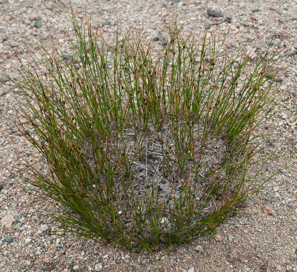 Image of Juncus trifidus specimen.