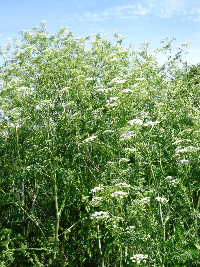 Изображение особи Conium maculatum.