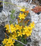 Hypericum linarioides. Верхушки побегов цветущего растения. Карачаево-Черкесия, Тебердинский заповедник, хр. Малая Хатипара, у основания камня в субальпийском поясе. 14.07.2017.