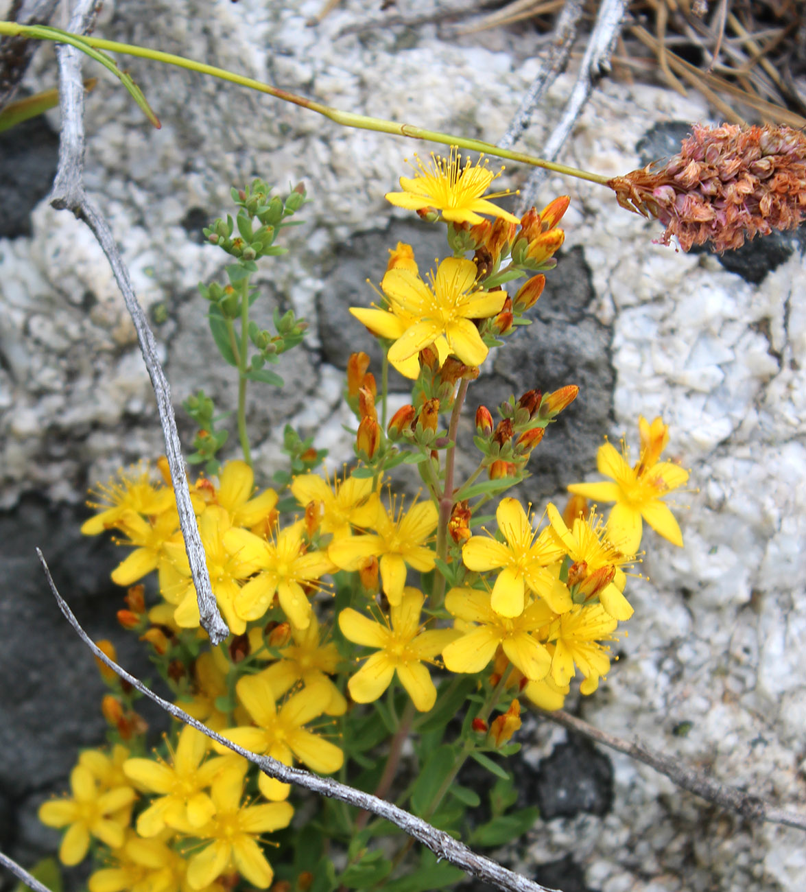 Image of Hypericum linarioides specimen.