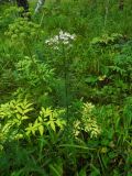 Achillea impatiens