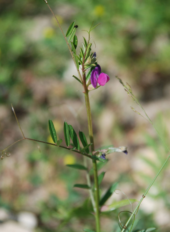 Image of Vicia angustifolia specimen.