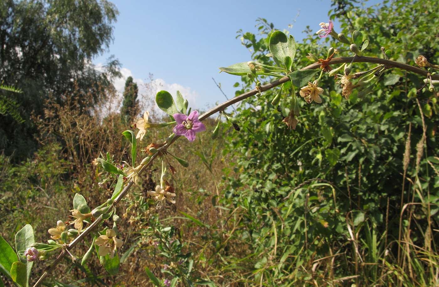 Image of Lycium barbarum specimen.