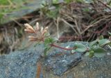 Ziziphora puschkinii