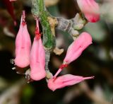 Euphorbia tithymaloides. Верхушка веточки с циациями. Израиль, впадина Мёртвого моря, киббуц Эйн-Геди. 24.04.2017.