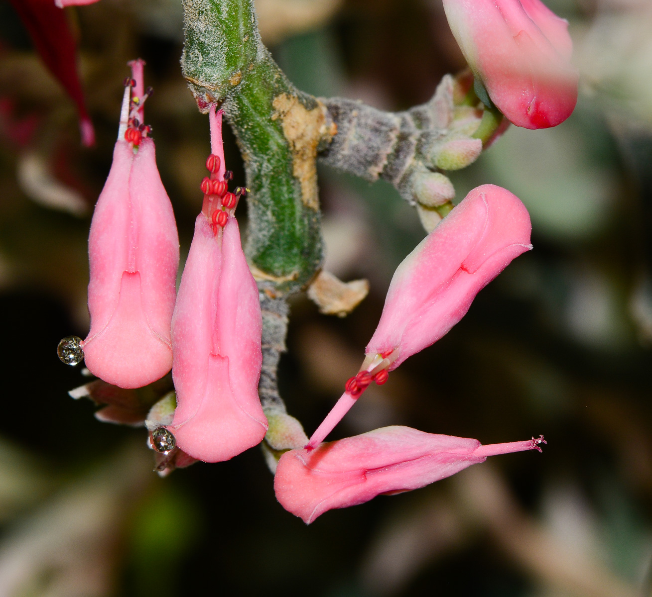 Image of Euphorbia tithymaloides specimen.
