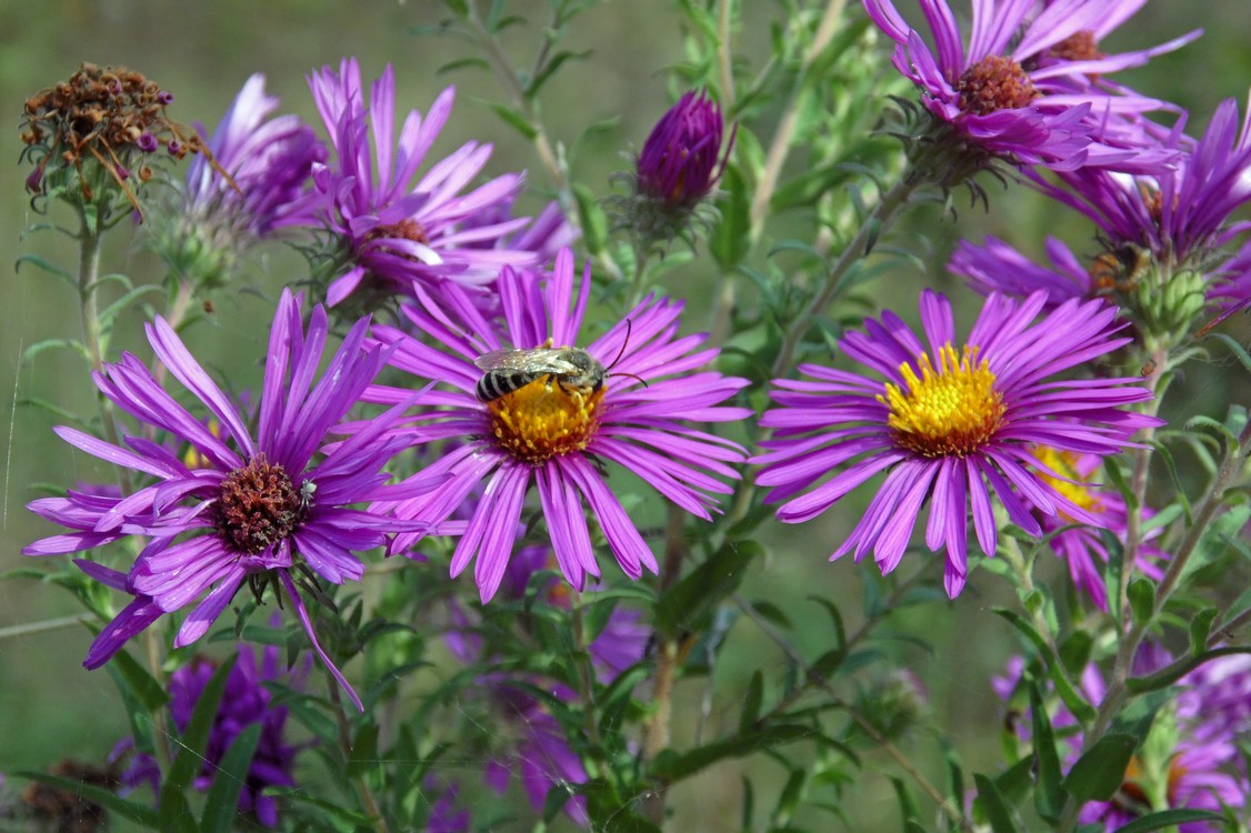 Image of Symphyotrichum novae-angliae specimen.