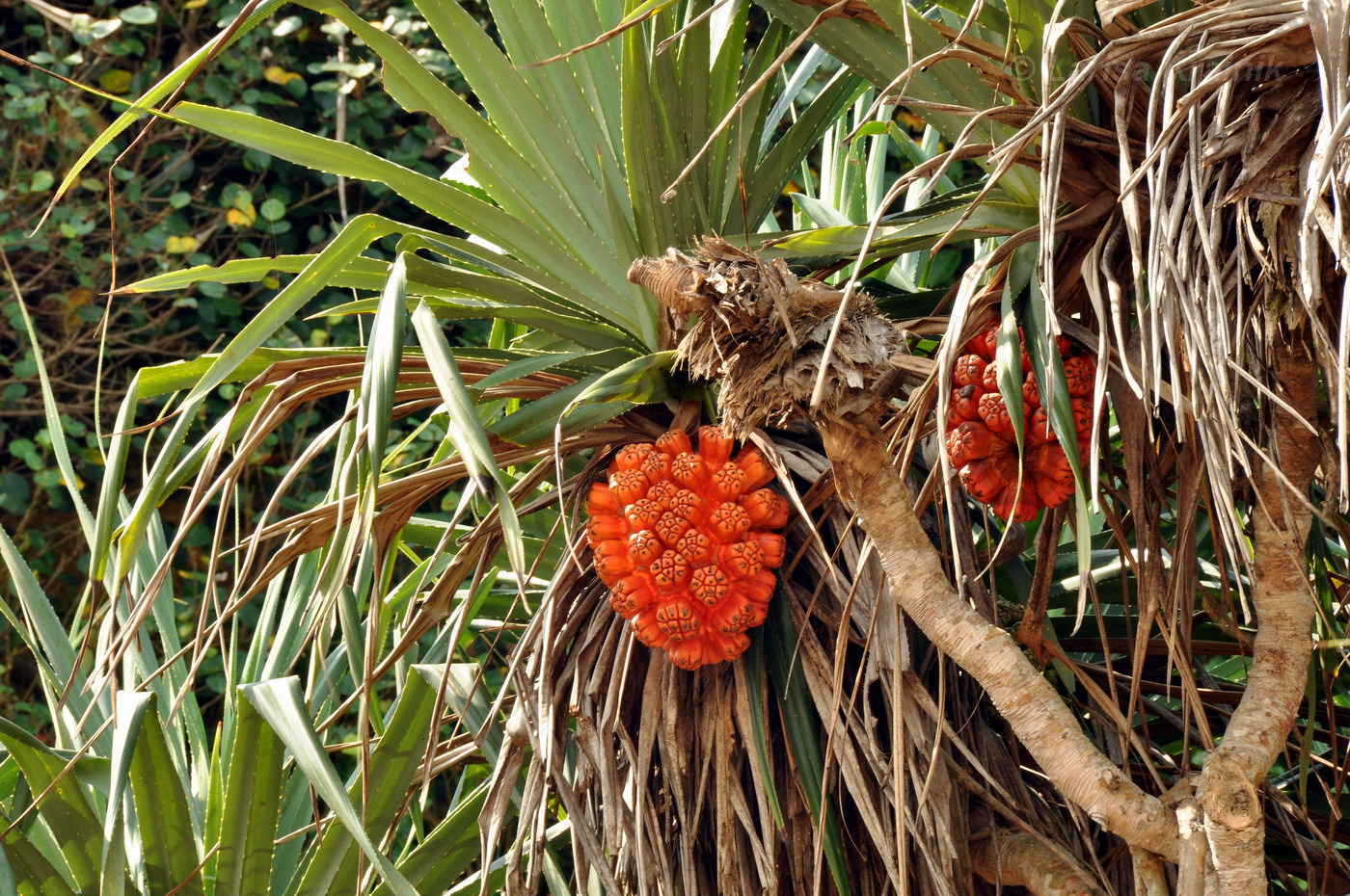 Изображение особи Pandanus tectorius.