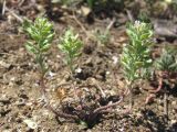 Alyssum turkestanicum variety desertorum. Плодоносящее растение. Крым, Балаклава, приморский склон. 10 апреля 2014 г.