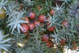 Juniperus oxycedrus subspecies macrocarpa. Побеги и созревающие шишкоягоды. Греция, о. Родос, высокий берег моря над пляжем. Июль 2017 г.