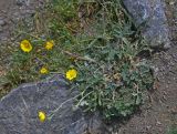 genus Potentilla. Цветущее растение. Таджикистан, Фанские горы, окр. Мутного озера, ≈ 3500 м н.у.м., каменистый сухой склон. 02.08.2017.
