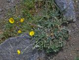 genus Potentilla. Цветущее растение. Таджикистан, Фанские горы, окр. Мутного озера, ≈ 3500 м н.у.м., каменистый сухой склон. 02.08.2017.