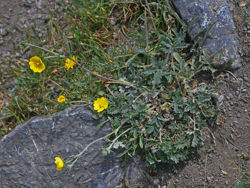 Image of genus Potentilla specimen.